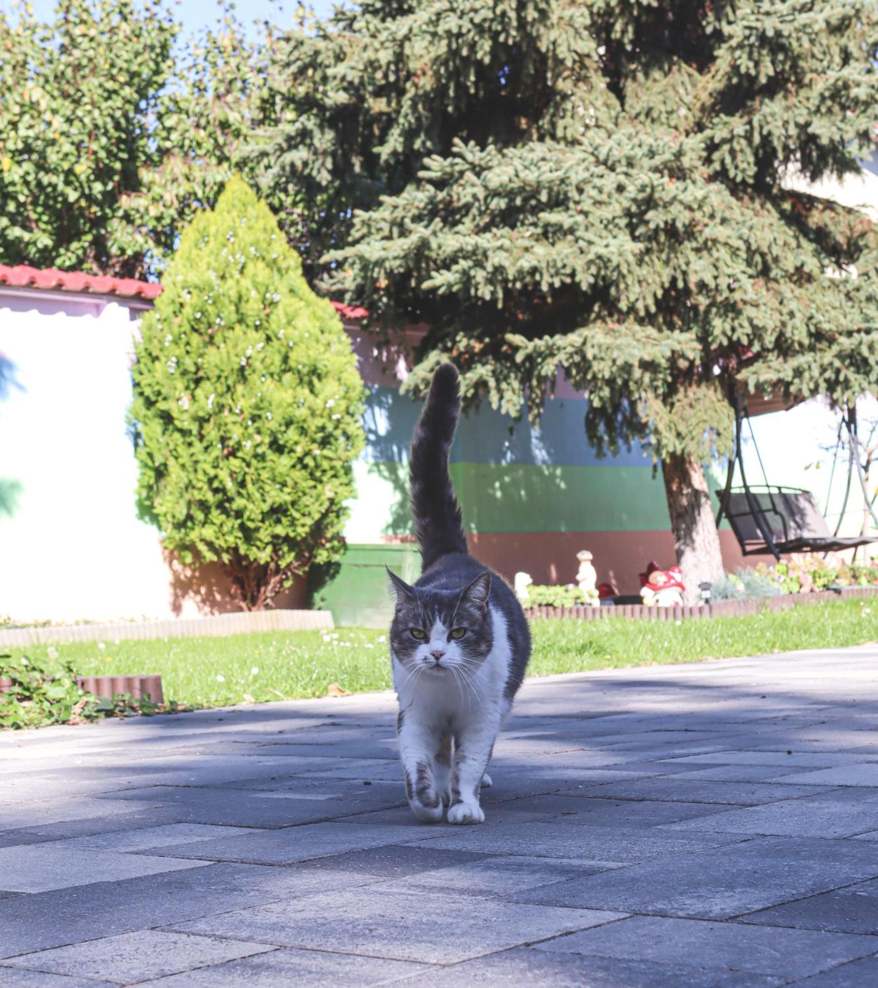 Szivarvany Panzio セゲド エクステリア 写真